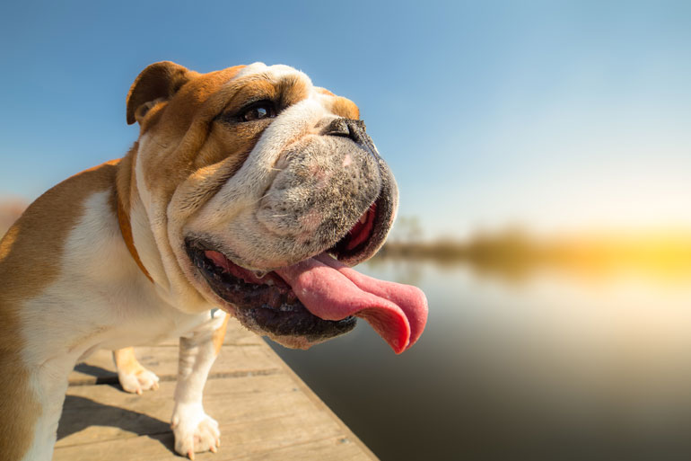 Dogs heat up more quickly than humans