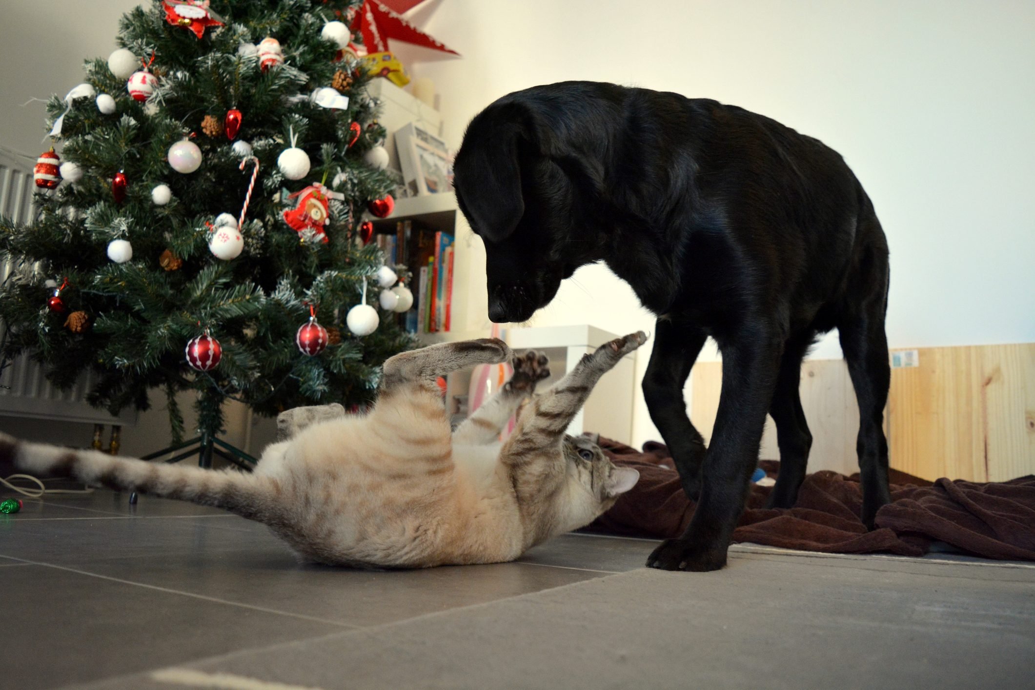 This cat and dog playing on the floor
