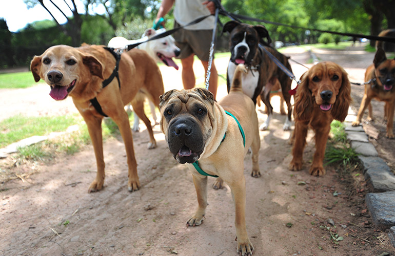 “Dog years” vary a lot based on breed