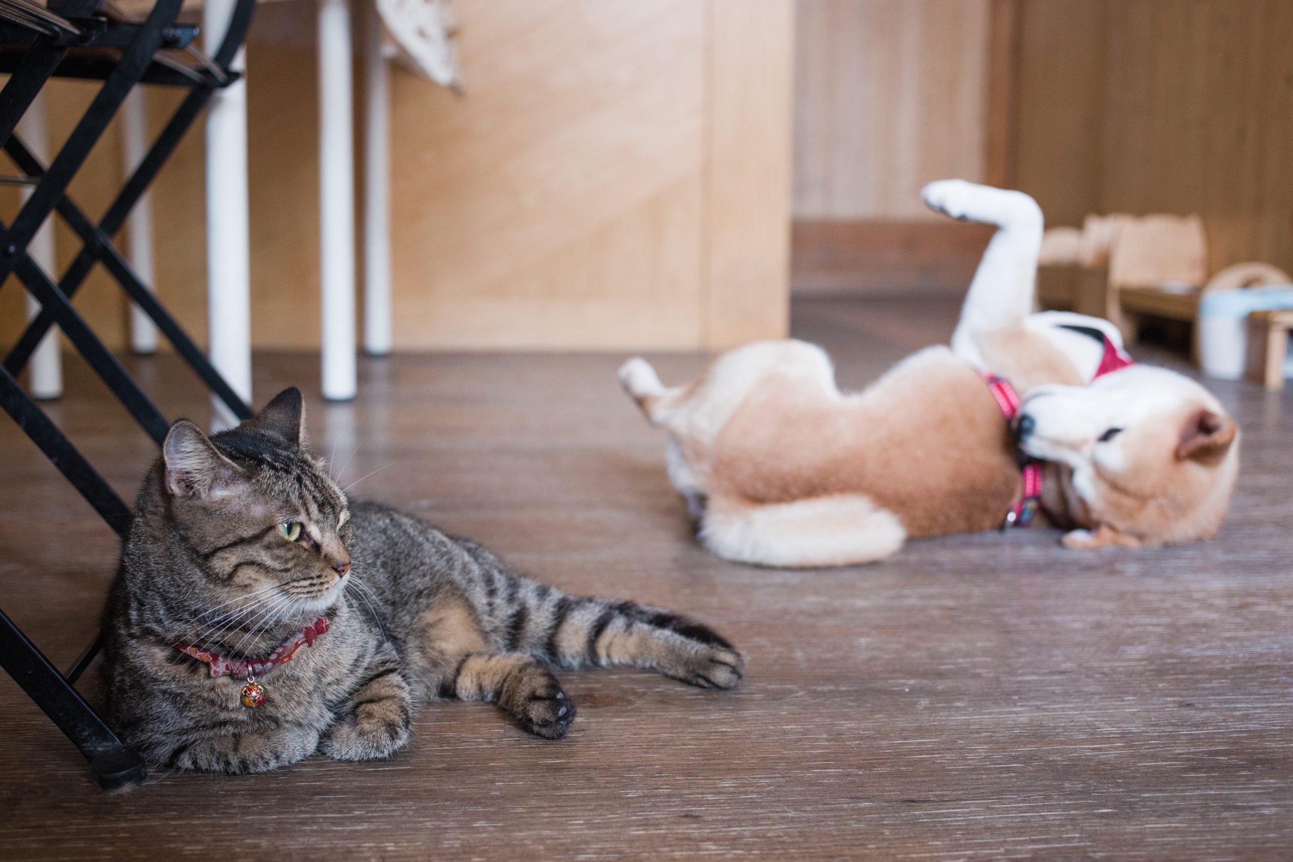 This grey cat and Corgi