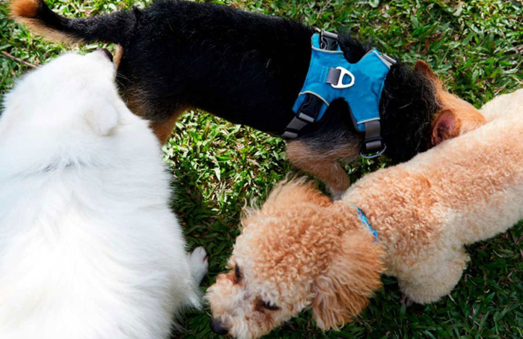 Dogs sniff butts to learn about each other