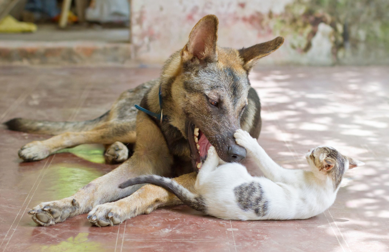 These two friends play fighting