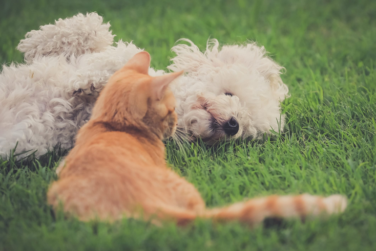 This orange cat and her fluffy best friend