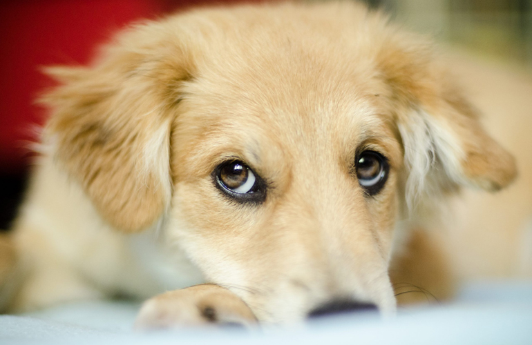 Dogs have three eyelids