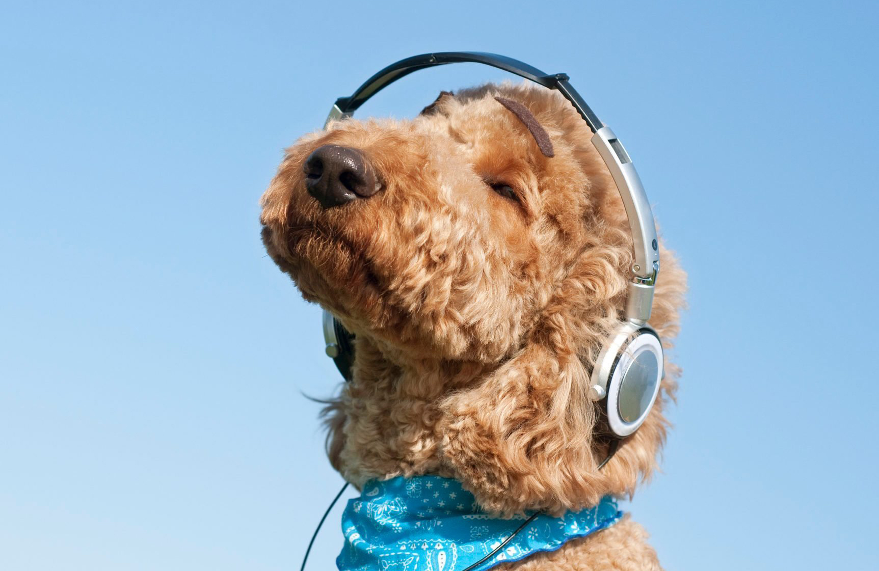 A Beatles song has a frequency only dogs can hear