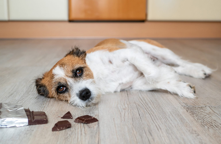 Chocolate can be fatal