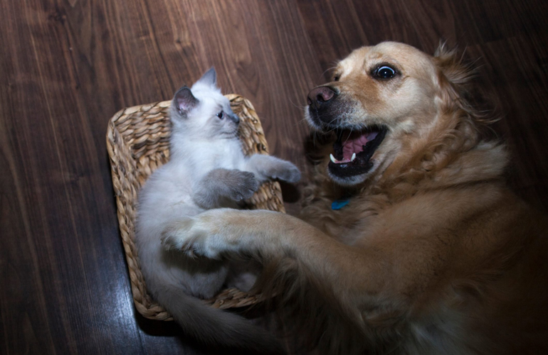 This goofy Golden watching over a kitten