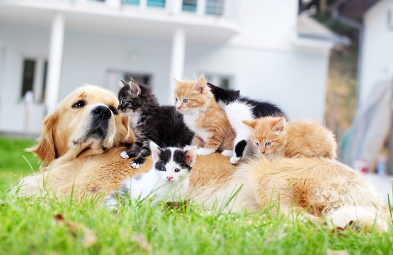This Golden and his adopted babies