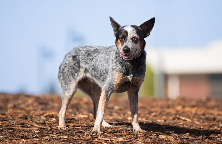 The oldest dog lived to be 29