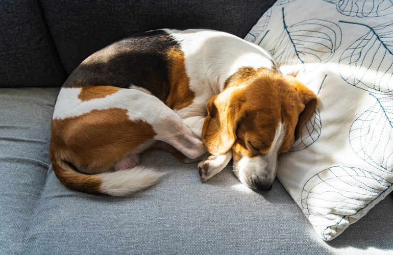 Dogs sleep curled up because of instinct
