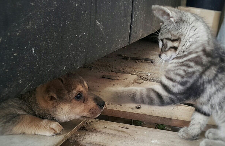 These two playing hide and seek