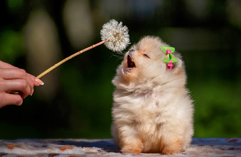 The best time to bring a puppy home is between 7-8 weeks