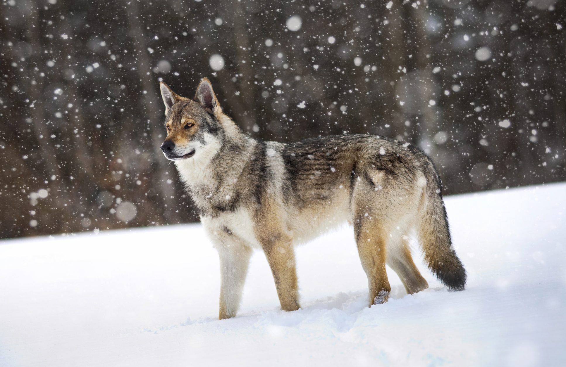 Dogs are direct descendants of wolves