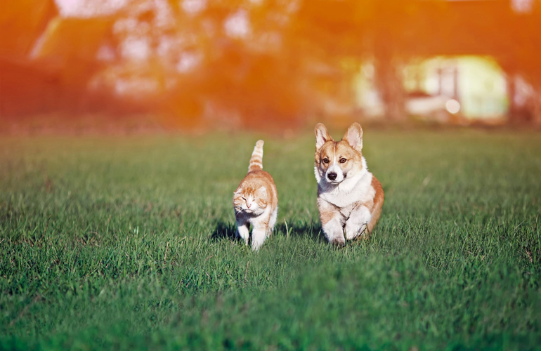 These two friends taking a walk