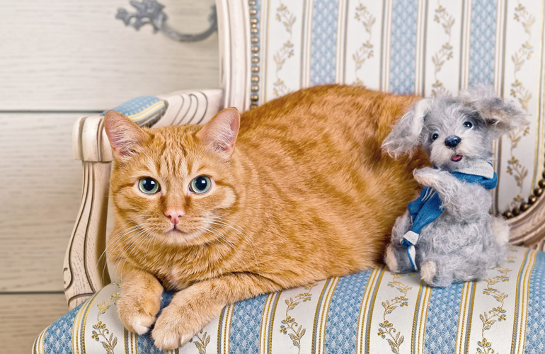 This ginger cat and her toy puppy friend.