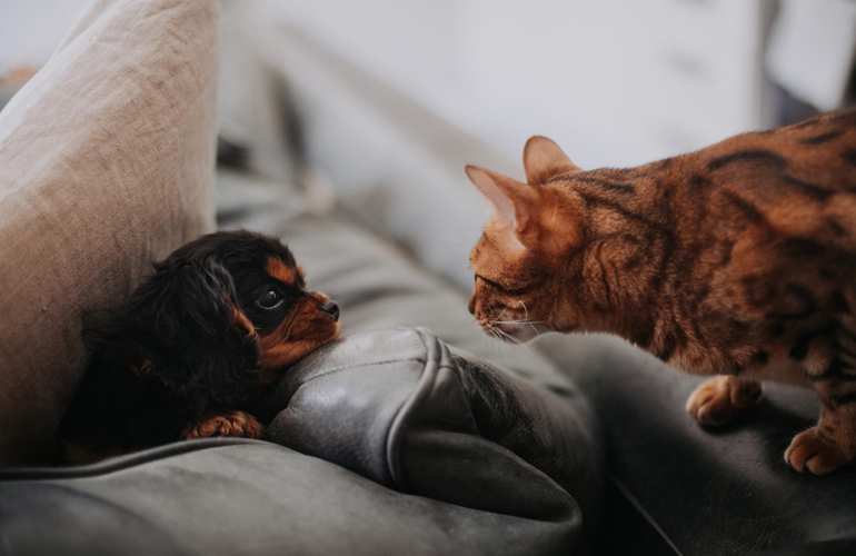 These two friends getting to know each other