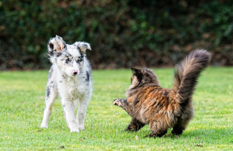 This tabby cat and Border Collie hanging out