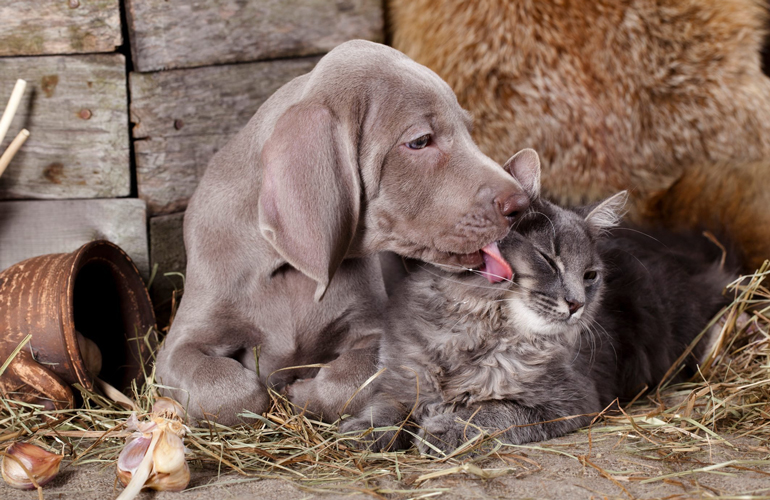 This affectionate duo