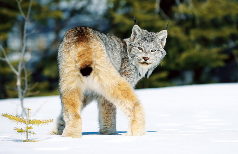 Winter royalty