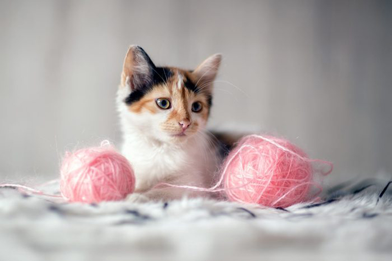 Short, high pitched meows