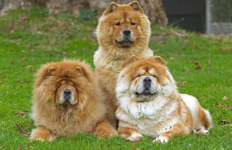 Chow Chow