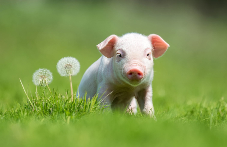 Flower piglet