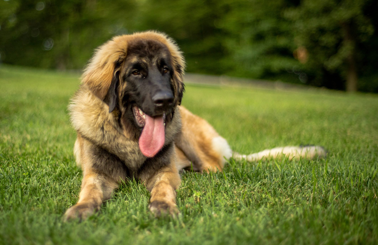 Leonberger