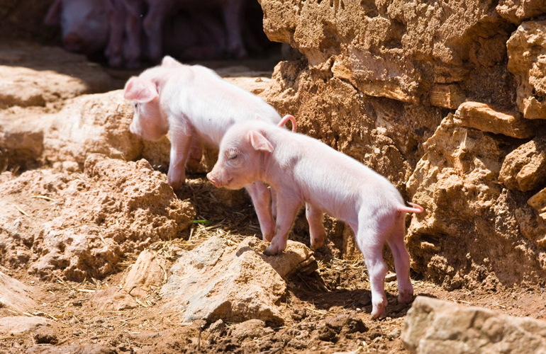 Pigsplorers