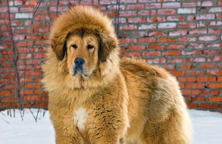 Tibetan Mastiff