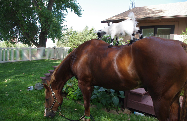 Champ and Billy