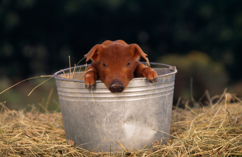 Pig in a pail