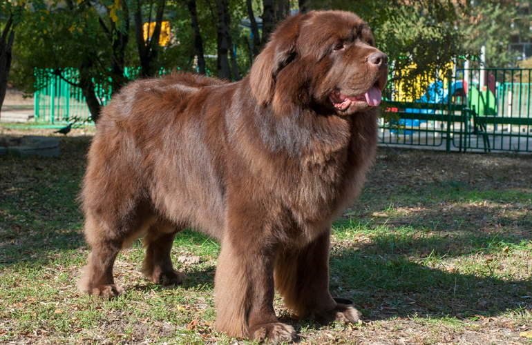 Newfoundland