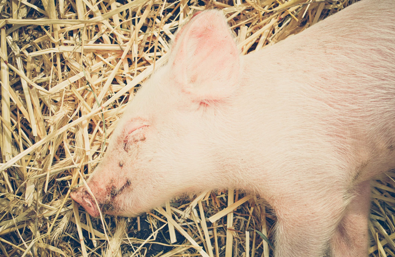 Hog heaven