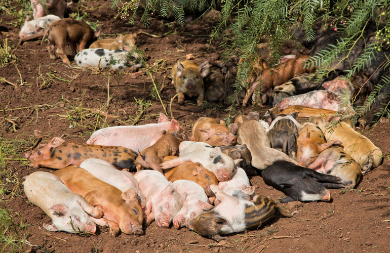Piggy pile