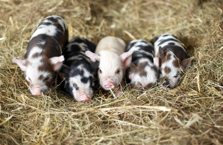 Porky sleepover