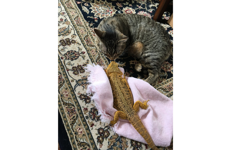 Zanzibar and Rascal