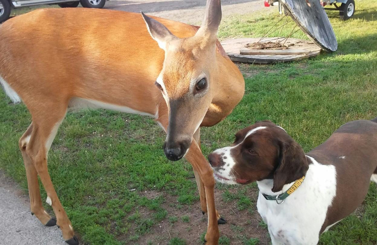 Stella and Penelope