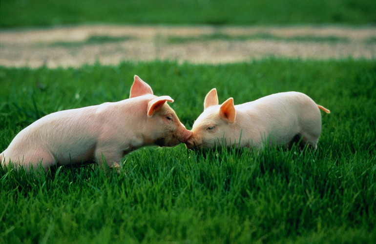 Nose to nose