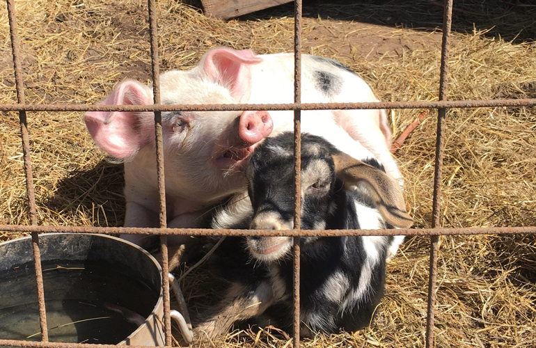 Wilbur and Hazel