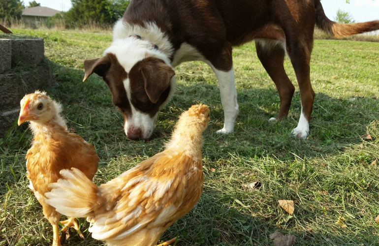 Josie and her chicks