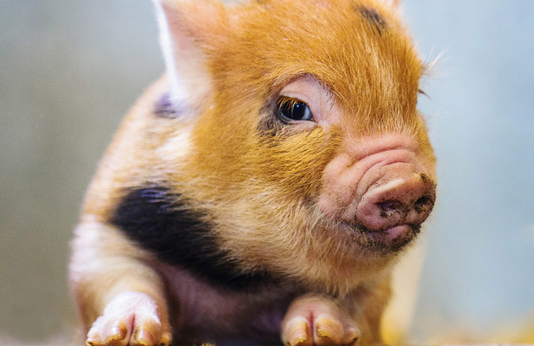 I may be small, but…