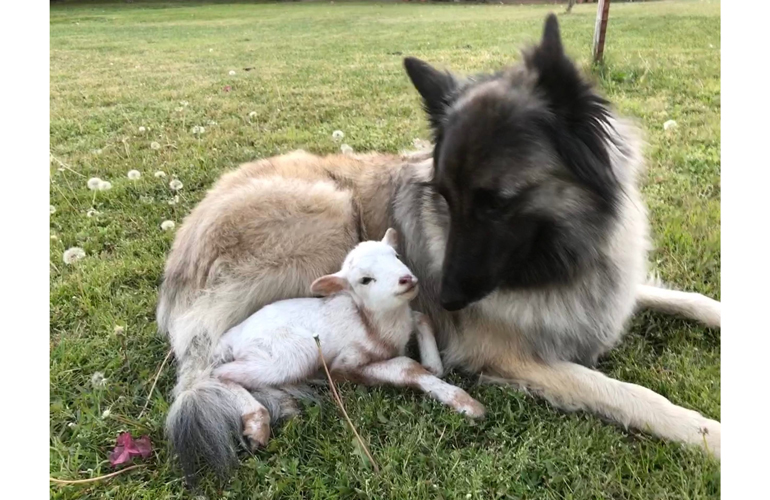 Finn and Lamie