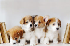 Adorable puppy pictures that will make you melt