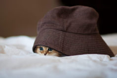 25 cute kitten photos that will make you melt