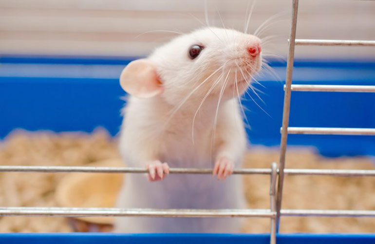 Probiotics for weight loss: evidence mounts