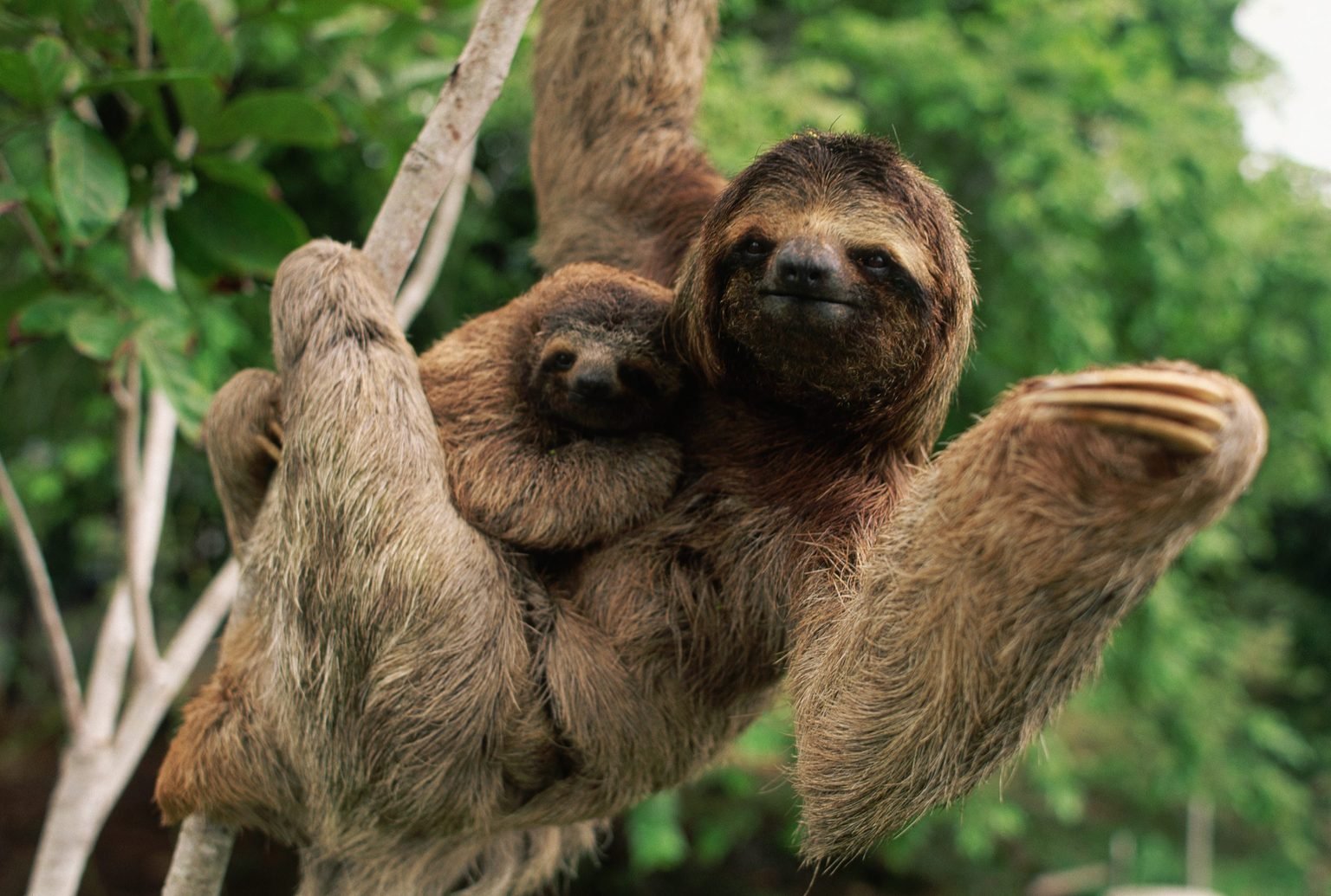Sweet sloths snuggling