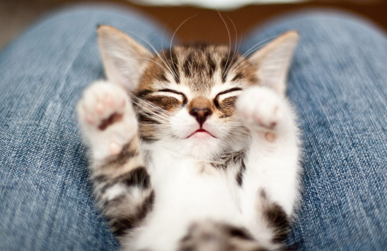 Are you kitten me?