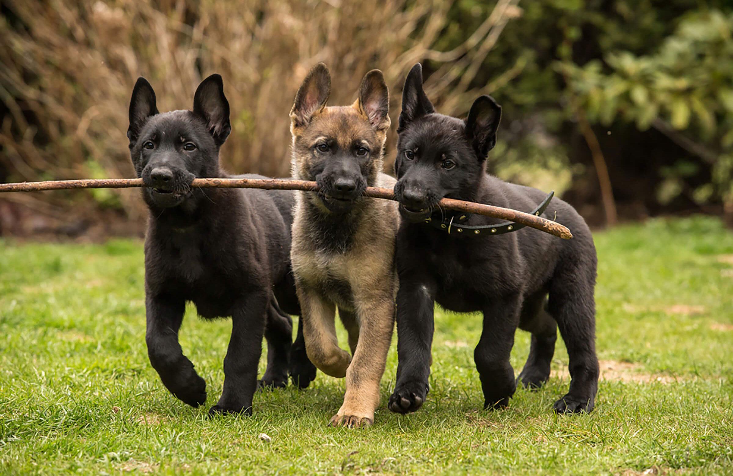 Teamwork makes the world go round