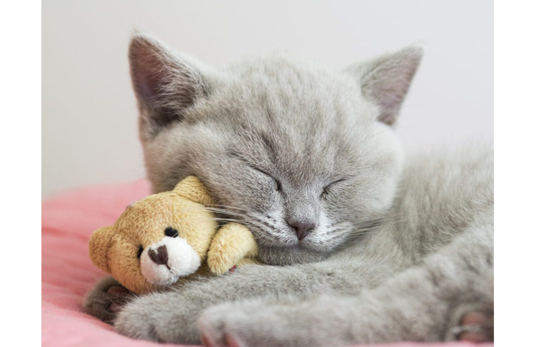 Pawdon me, just here to snuggle