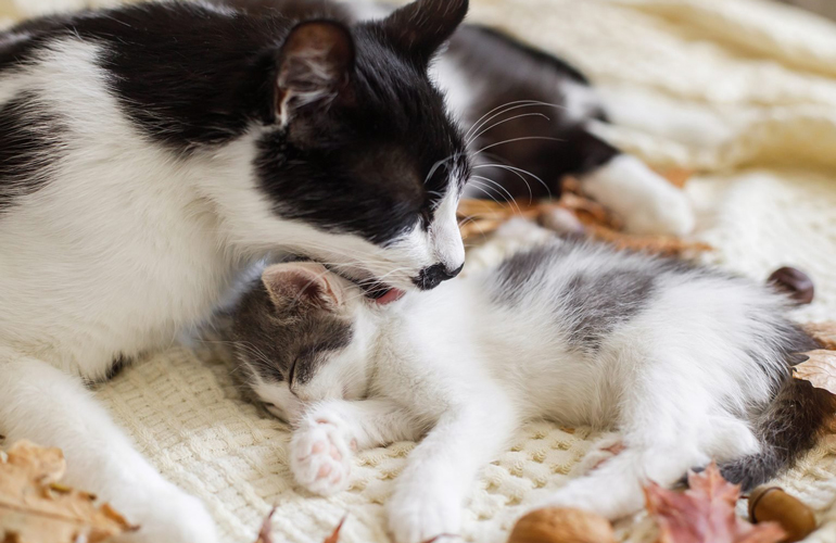 Nothing beats a mother’s love